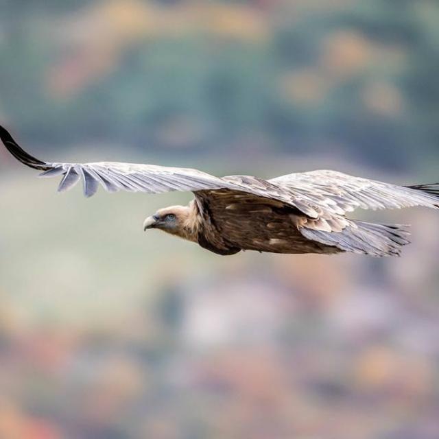 vautour fauve