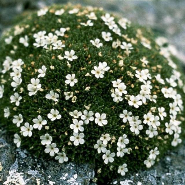 Androsace Androsace