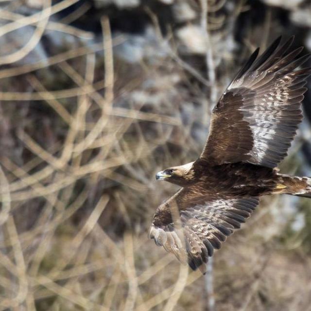 aigle royal