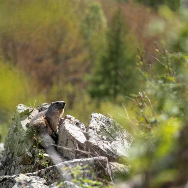 Marmotte