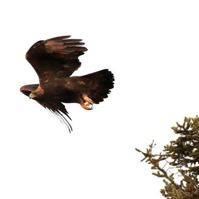 Aigle