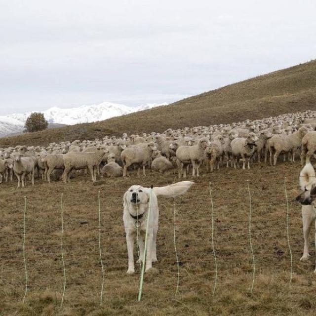 Patou et berger d'anatolie