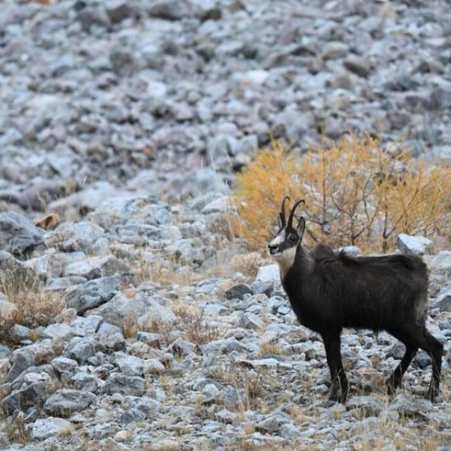 chamois