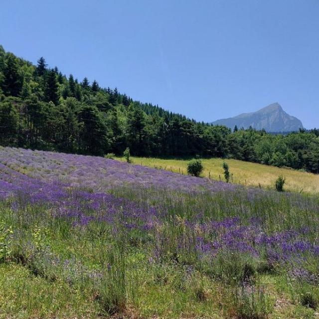 lavande lavande