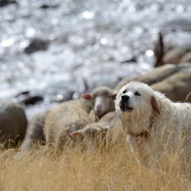 Chien de protection