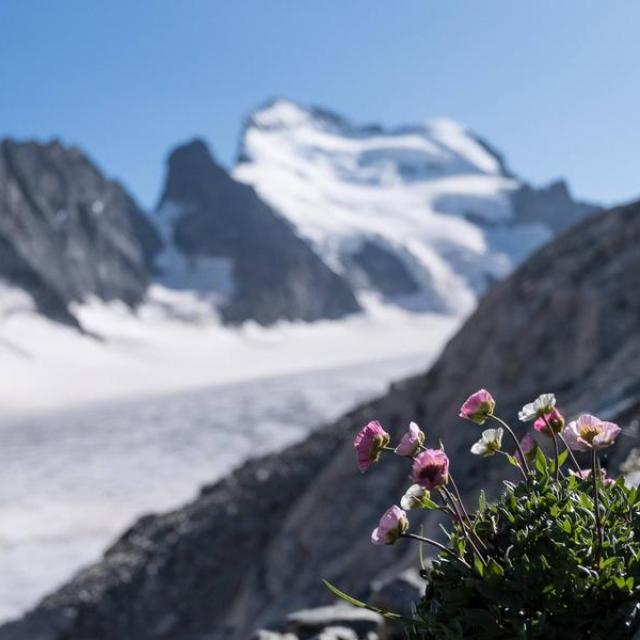 Renoncule des glaciers