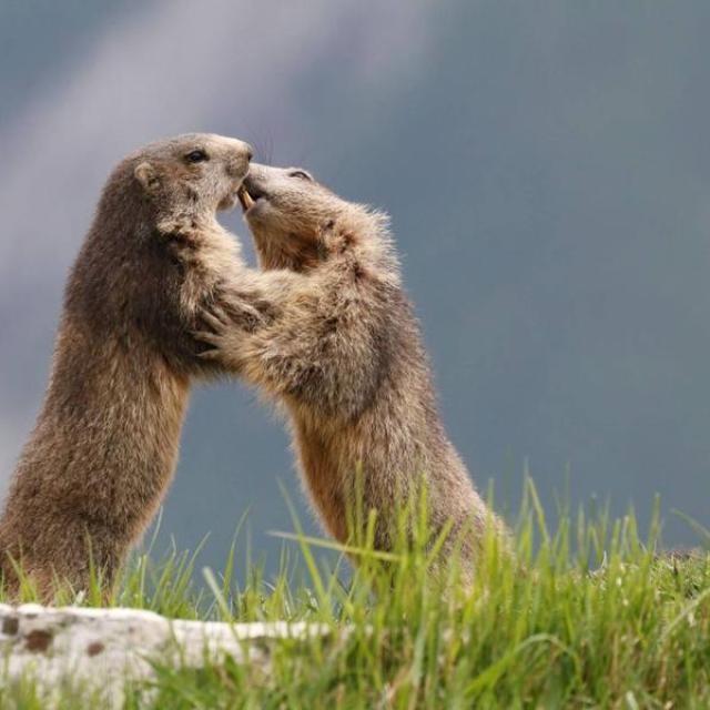 MARMOTTES MARMOTTES