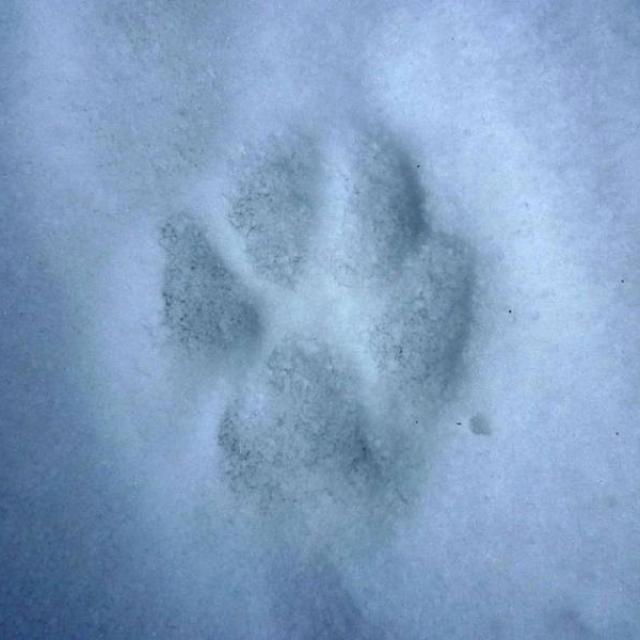 trace_de_Loup_gris_dans_la_neige © Thierry Maillet - Parc national des Ecrins