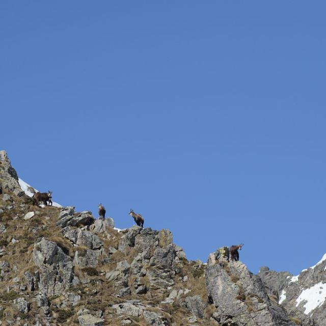 Harde de chamois © R. Papet - Parc national des Ecrins