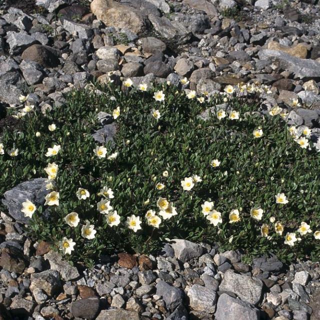 Dryade sur sol caillouteux © M-G. Nicolas - Parc national des Ecrins