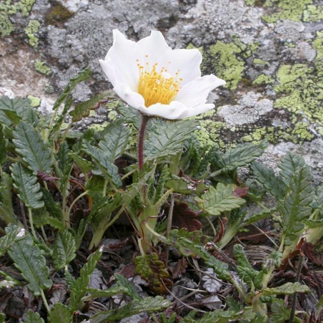 Dryade à huit pétales © C. Albert - Parc national des Ecrins