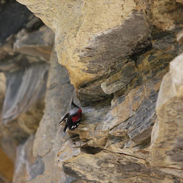 Tichodrome échelette © D. Combrisson - Parc national des Ecrins