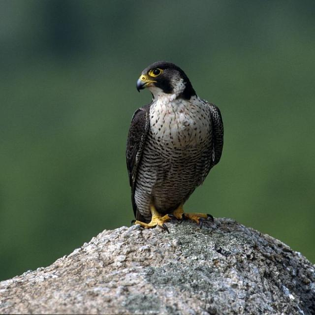 Faucon pèlerin © R. Chevalier - Parc national des Ecrins