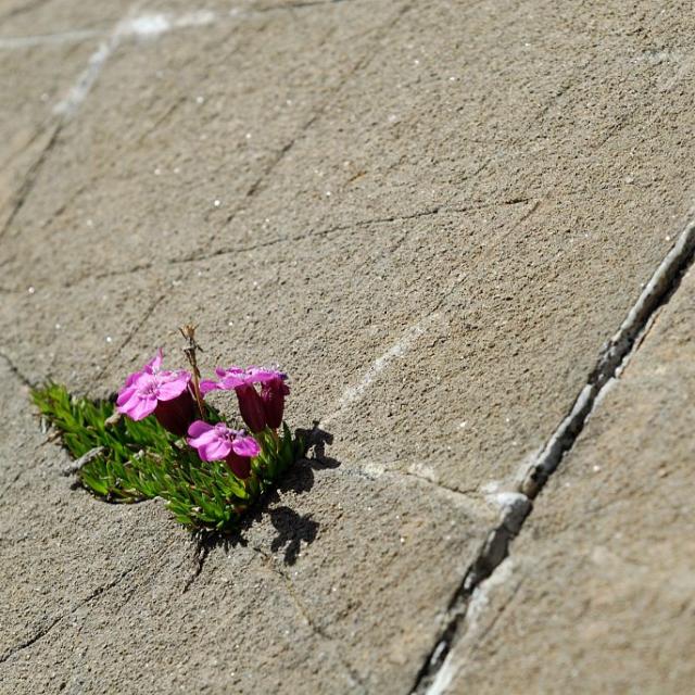 Silène acaule © M. Coulon - Parc national des Ecrins