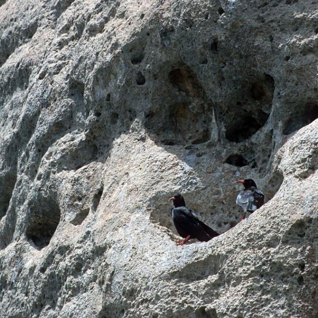 Crave à bec rouge © Parc national des Ecrins