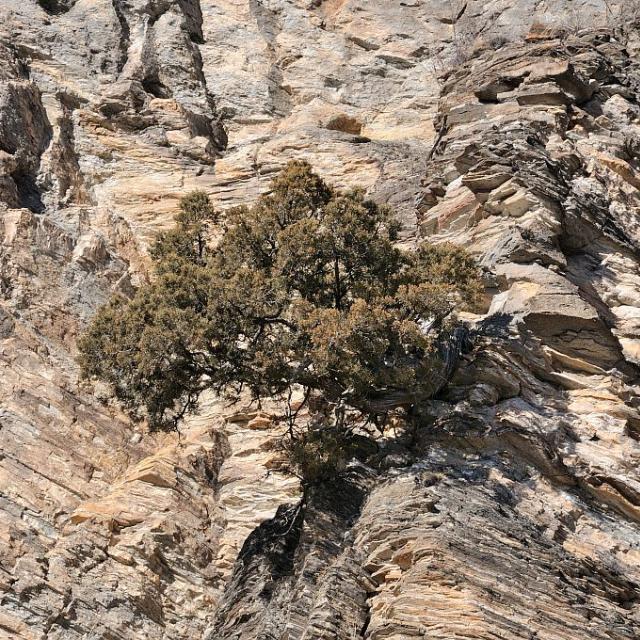 Genévrier thurifère © M. Coulon - Parc national des Ecrins