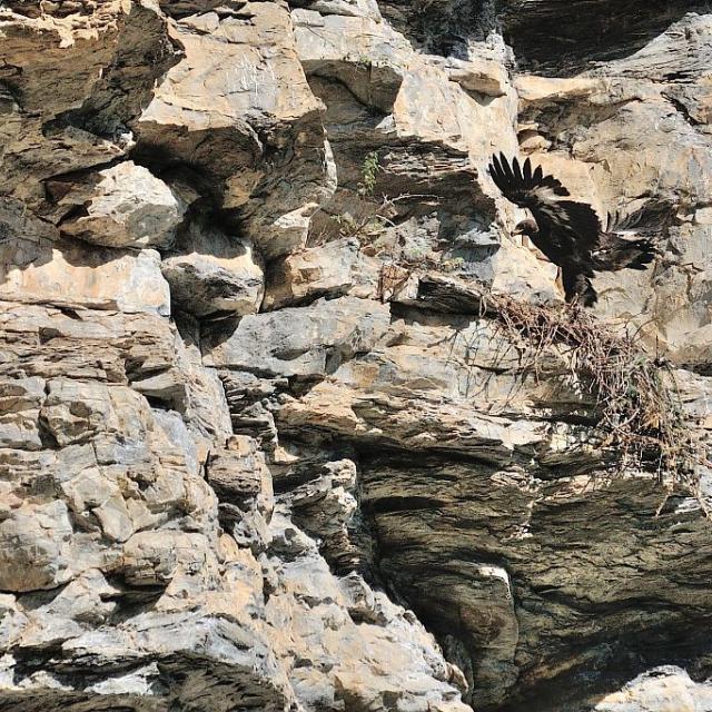 Jeune aigle au nid apprenant à voler © M. Coulon - Parc national des Ecrins