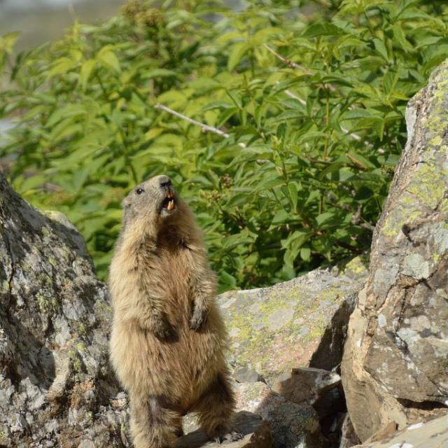 Marmotte dressée et criant © M. Coulon - Parc national des Ecrins