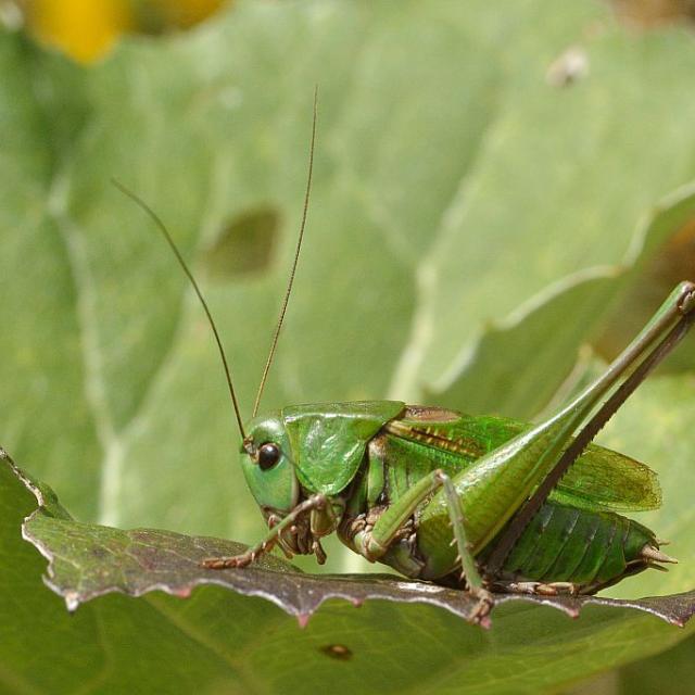 Sauterelle (dectique verrucivore) © M. Coulon, PNE.