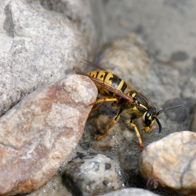 Guèpe commune © O. Grosselin, PNE