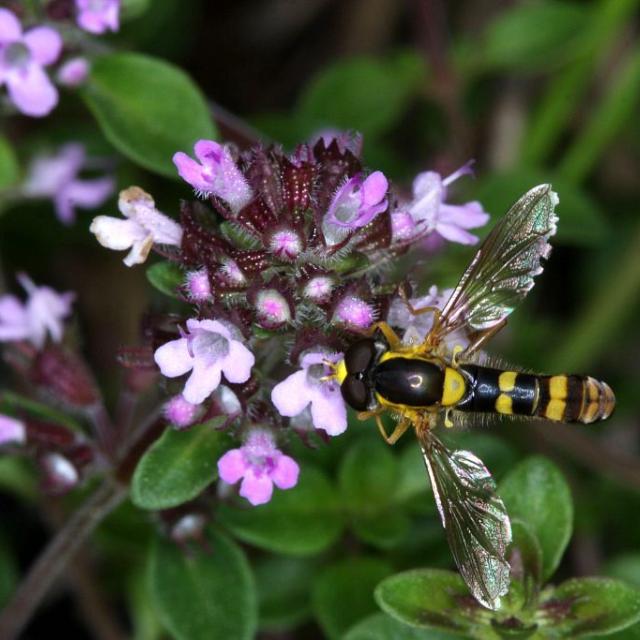 Syrphe sur fleurs de thym © M. Corail, PNE