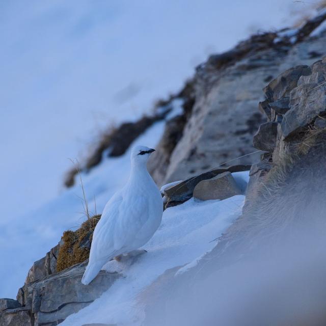 Lagopède alpin - © M. Coulon - PNE