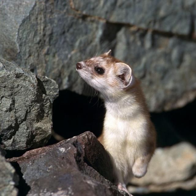 Hermine © Robert Chevalier - Parc national des Ecrins