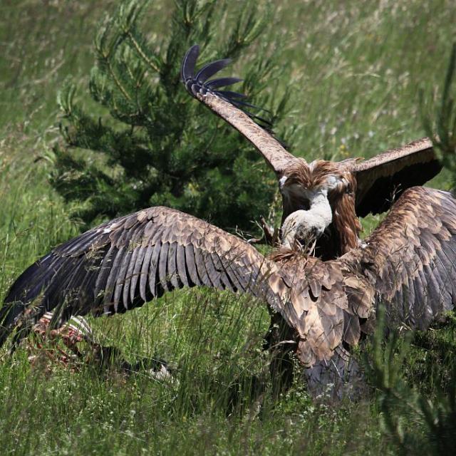 Cerf elaphe consommé par des vautours fauves © Marc Corail - Parc national des Ecrins