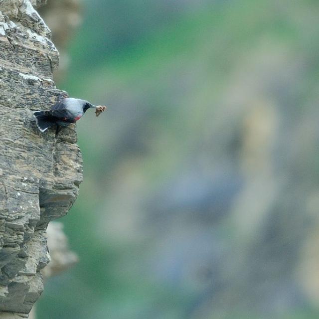 Tichodrome échelette mâle nourrissage © Mireille Coulon - Parc national des Ecrins