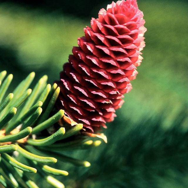 Inflorescence femelle de l'épicea commun © Bernard Nicollet - Parc national des Ecrins