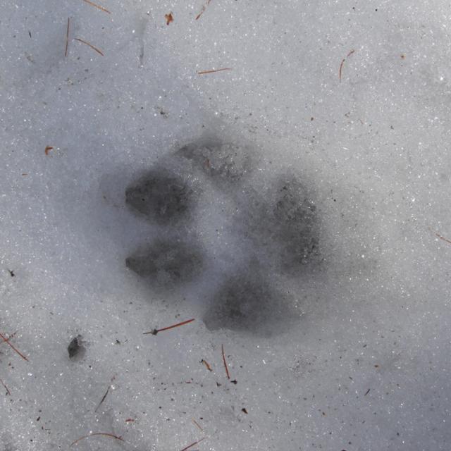 Animation pédagogique, classe Vallouise 2014-2015 - Blandine Delenatte - Parc national des Ecrins