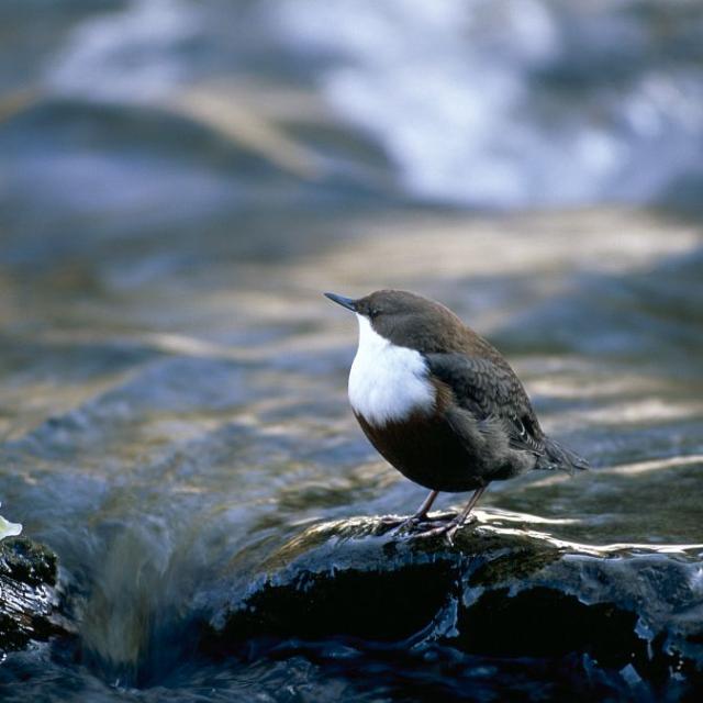 Cincle plongeur © R.Chevalier - Parc national des Ecrins