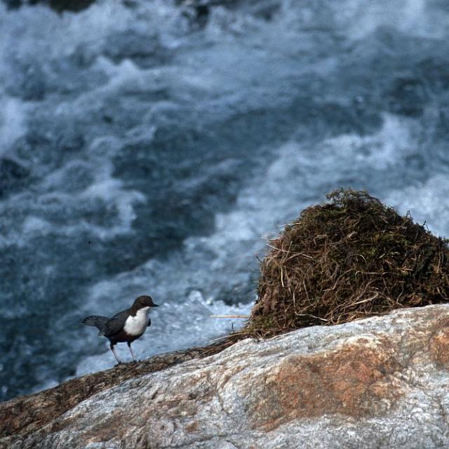 cincle et nid © M.Corail - Parc national des Ecrins