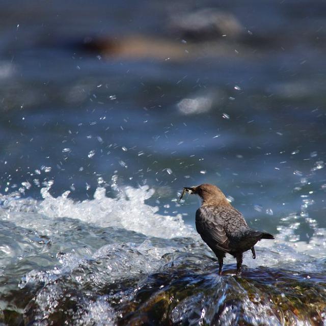 cincle plongeur - © D.Combrisson - Parc national des Ecrins