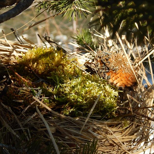 ecole freissinières - cincle plongeur - projet avec le Parc national des Écrins