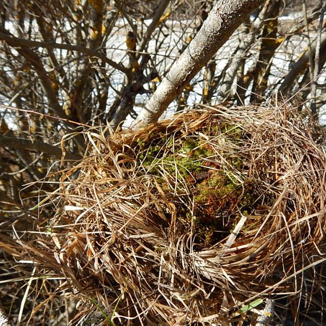 ecole freissinières - cincle plongeur - projet avec le Parc national des Écrins