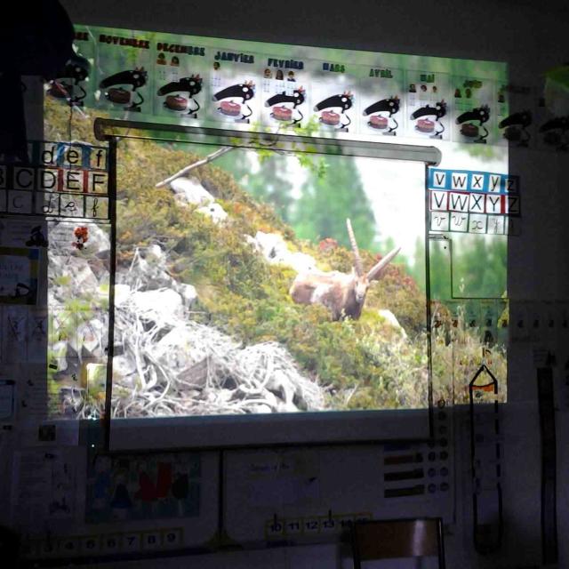 Les animaux de montagne - école de Mizoën - maternelles - avec le Parc national des Ecrins - 2015-2016