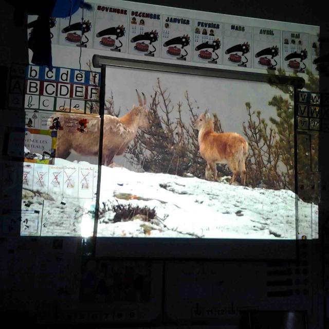 Les animaux de montagne - école de Mizoën - maternelles - avec le Parc national des Ecrins - 2015-2016