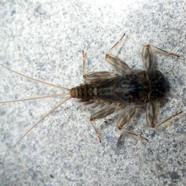 Ephémère - © B Denelatte - Parc national des Ecrins