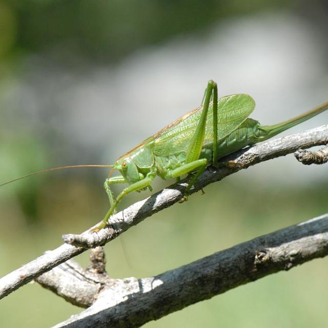 sauterelle Cymablière - photo Olivier Grosselet - Livre PNE