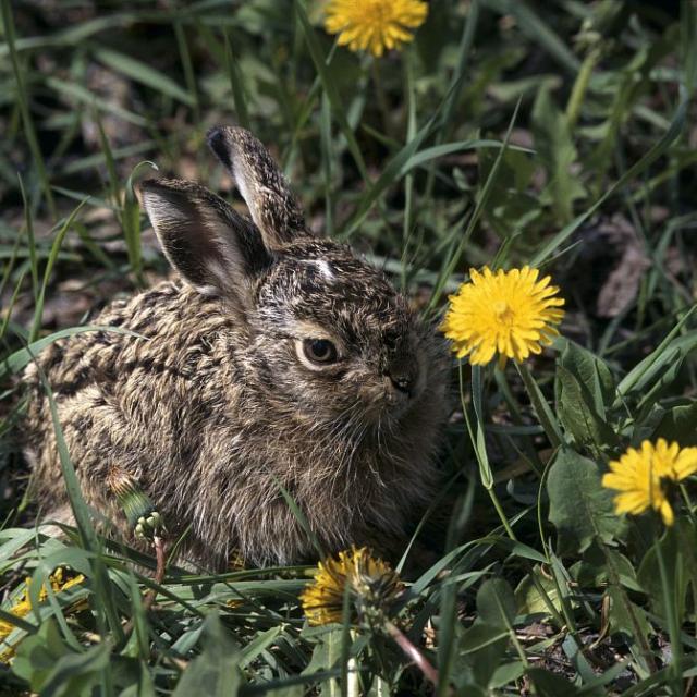 Lièvre variable été - Ecole maternelle La Grave - Parc national des Ecrins - projet pédagogique sur le saisons - 2015-2016