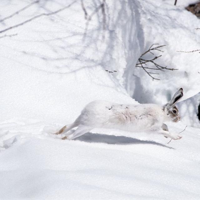 lièvre variable hiver -  Ecole maternelle La Grave - Parc national des Ecrins - projet pédagogique sur le saisons - 2015-2016