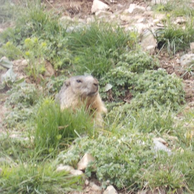 projet pédagogie- école de Pelvoux - Parc national des Ecrins - 2015-2016