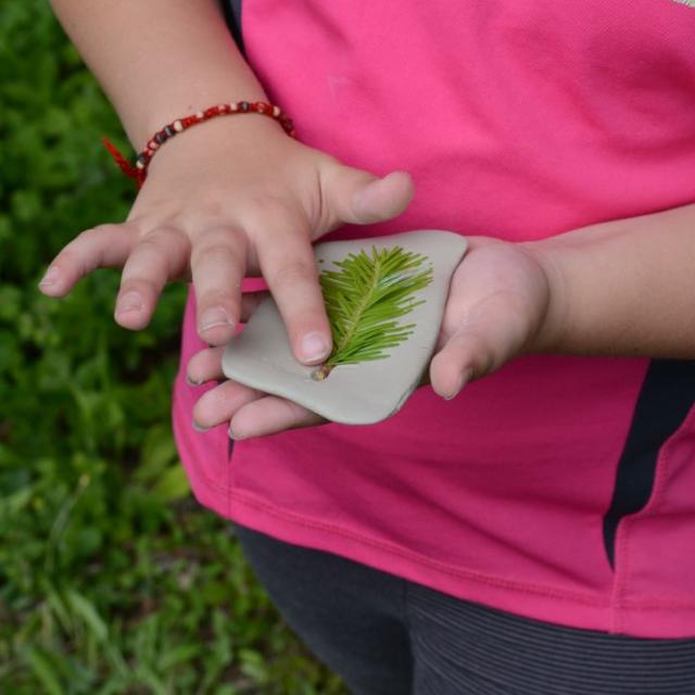 arbres et paysage - projet pédagogique 2014-2015- école saint-Firmin - Parc national des Ecrins