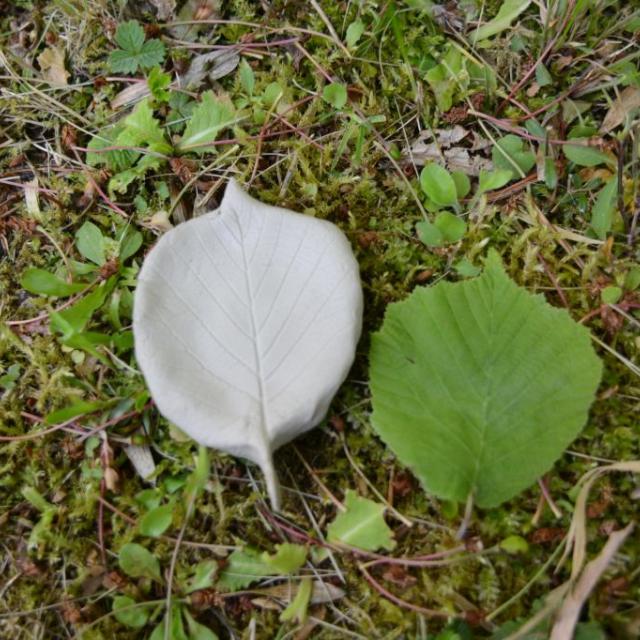 arbres et paysage - projet pédagogique 2014-2015- école saint-Firmin - Parc national des Ecrins