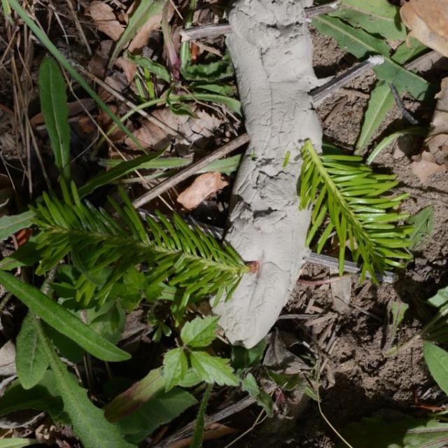 arbres et paysage - projet pédagogique 2014-2015- école saint-Firmin - Parc national des Ecrins