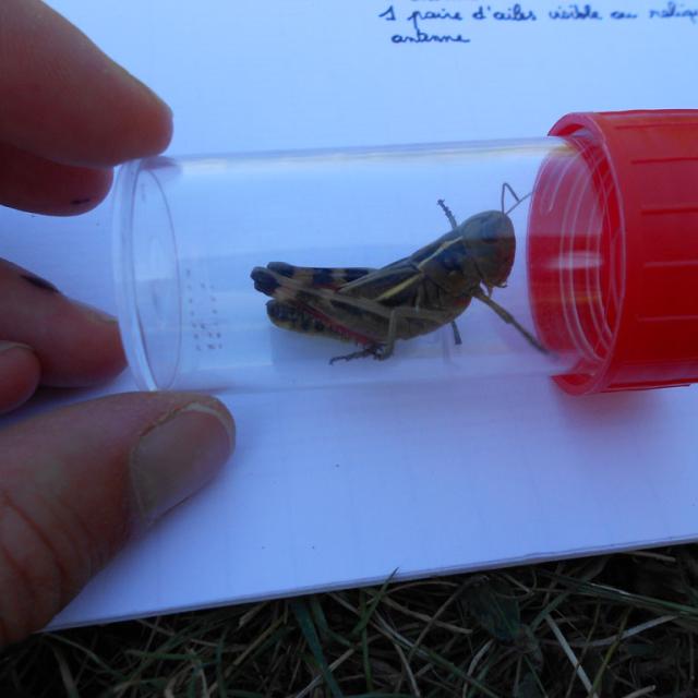 Ecole Freissinières - projet 2016-2017 avec le Parc national des Ecrins sur les insectes