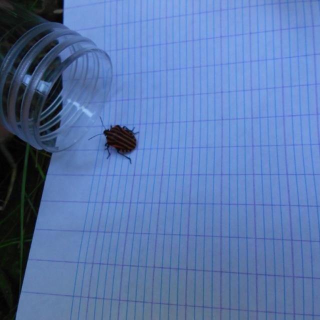 Ecole Freissinières - projet 2016-2017 avec le Parc national des Ecrins sur les insectes