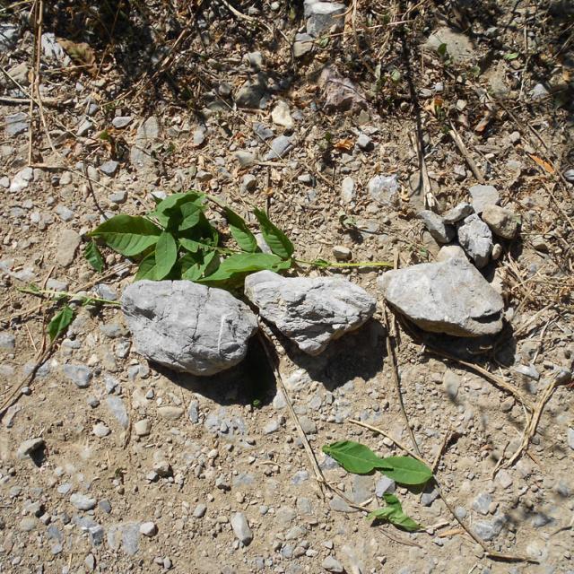 Ecole Freissinières - projet 2016-2017 avec le Parc national des Ecrins sur les insectes