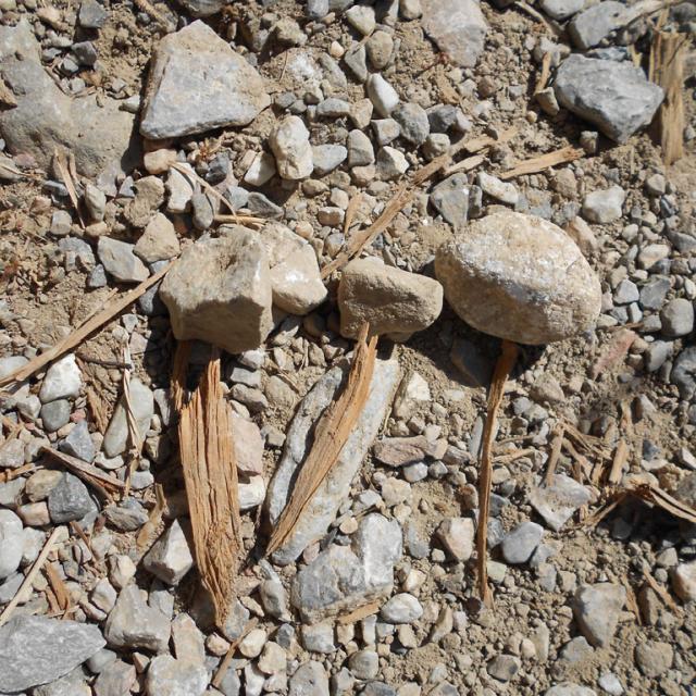 Ecole Freissinières - projet 2016-2017 avec le Parc national des Ecrins sur les insectes